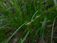 Carex remota 11, IJle zegge, Saxifraga-Ed Stikvoort