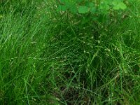Carex remota 12, IJle zegge, Saxifraga-Ed Stikvoort