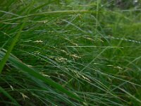 Carex remota 13, IJle zegge, Saxifraga-Ed Stikvoort
