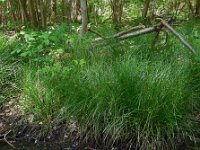 Carex remota 14, IJle zegge, Saxifraga-Ed Stikvoort