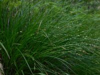 Carex remota 15, IJle zegge, Saxifraga-Ed Stikvoort