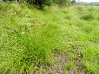 Carex remota 3, IJle zegge, Saxifraga-Rutger Barendse