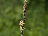 Carex riparia, Pond Sedge