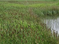 Carex riparia 14, Oeverzegge, Saxifraga-Hans Boll