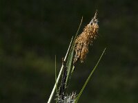 Carex riparia 16, Oeverzegge, Saxifraga-Jan van der Straaten