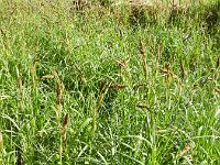 Carex riparia 18, Oeverzegge, Saxifraga-Rutger Barendse