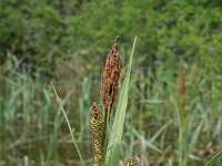 Carex riparia 26, Oeverzegge, Saxifraga-Jeroen Willemsen