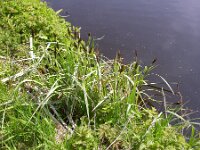 Carex riparia 3, Oeverzegge, Saxifraga-Peter Meininger