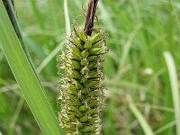 Carex riparia 7, Oeverzegge, Saxifraga-Jasenka Topic