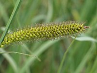 Carex riparia 8, Oeverzegge, Saxifraga-Jasenka Topic