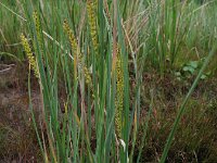 Carex rostrata, Beaked Sedge