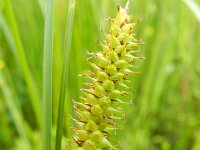 Carex rostrata 14, Snavelzegge, Saxifraga-Rutger Barendse