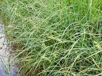 Carex rostrata 17, Snavelzegge, Saxifraga-Rutger Barendse