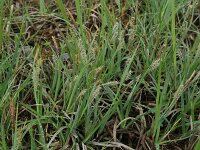 Carex rostrata 23, Snavelzegge, Saxifraga-Hans Boll