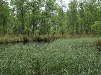 Carex rostrata 26, Snavelzegge, Saxifraga-Hans Boll