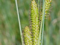 Carex rostrata 3, Snavelzegge, Saxifraga-Jasenka Topic