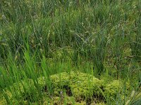 Carex rostrata 35, Snavelzegge, Saxifraga-Hans Boll