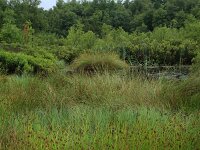 Carex rostrata 36, Snavelzegge, Saxifraga-Hans Boll