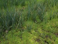 Carex rostrata 37, Snavelzegge, Saxifraga-Hans Boll
