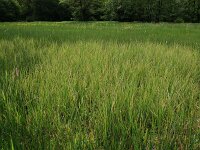 Carex rostrata 38, Snavelzegge, Saxifraga-Hans Boll
