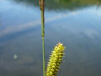 Carex rostrata 4, Snavelzegge, Saxifraga-Jasenka Topic