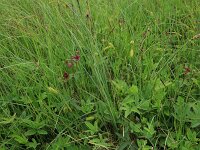 Carex rostrata 6, Snavelzegge, Saxifraga-Hans Boll