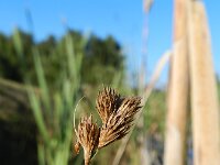 Carex scoparia