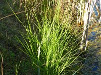 Carex scoparia 4, Saxifraga-Rutger Barendse