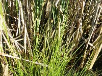 Carex scoparia 5, Saxifraga-Rutger Barendse