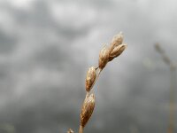 Carex scoparia 7, Saxifraga-Rutger Barendse