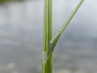 Carex scoparia 9, Saxifraga-Rutger Barendse