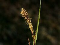 Carex sempervirens