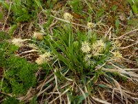 Carex sempervirens 2, Saxifraga-Ed Stikvoort