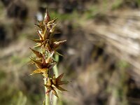 Carex spicata