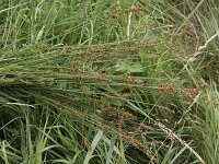 Carex spicata 3, Gewone bermzegge, Saxifraga-Peter Meininger