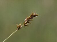Carex spicata 6, Gewone bermzegge, Saxifraga-Peter Meininger