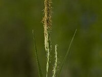 Carex sylvatica, Wood Sedge
