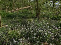 Carex sylvatica 15, Boszegge, Saxifraga-Hans Boll
