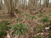 Carex sylvatica 30, Boszegge, Saxifraga-Hans Boll