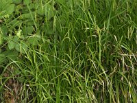 Carex sylvatica 6, Boszegge, Saxifraga-Peter Meininger