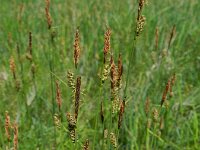 Carex tomentosa 18, Viltzegge-Saxifraga-Rutger Barendse