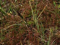 Carex trinervis 10, Drienervige zegge, Saxifraga-Hans Boll
