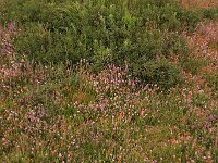 Carex trinervis 11, Drienervige zegge, Saxifraga-Hans Boll