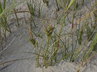 Carex trinervis 14, Drienervige zegge, Saxifraga-Hans Boll