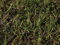 Carex trinervis 4, Drienervige zegge, Saxifraga-Hans Boll