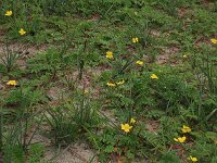 Carex trinervis 8, Drienervige zegge, Saxifraga-Hans Boll
