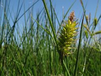 Carex vesicaria, Blister Sedge
