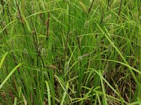 Carex vesicaria 12, Blaaszegge, Saxifraga-Hans Boll