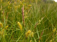 Carex vesicaria 14, Blaaszegge, Saxifraga-Ed Stikvoort