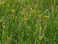Carex vesicaria 16, Blaaszegge, Saxifraga-Ed Stikvoort